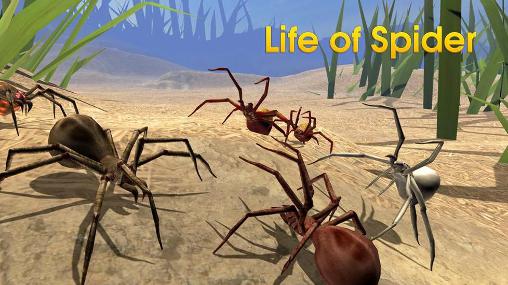 Leben einer Spinne