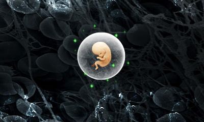 Kampf der Reproduktion - Sperma Krieg