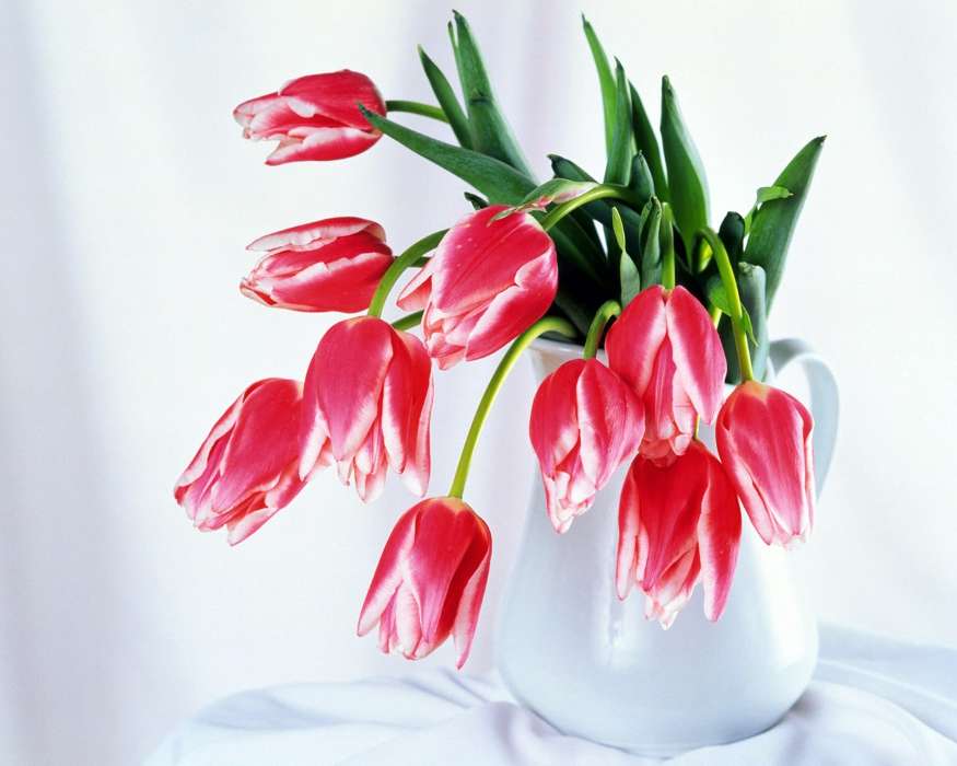 Pflanzen,Blumen,Tulpen,Bouquets,8. März Internationaler Frauentag