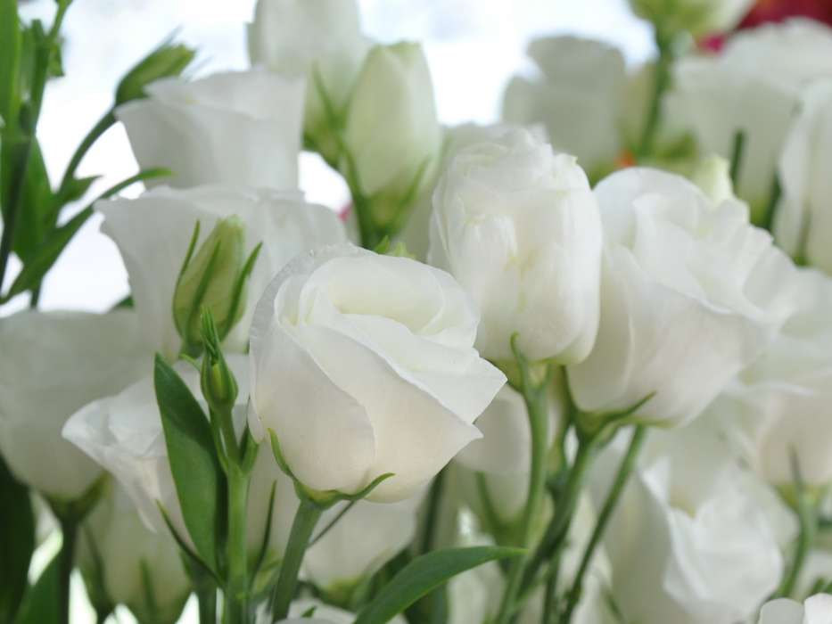 Feiertage,Pflanzen,Blumen,Roses,Postkarten,8. März Internationaler Frauentag