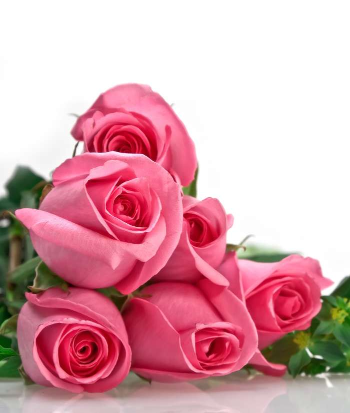 Feiertage,Pflanzen,Blumen,Roses,8. März Internationaler Frauentag