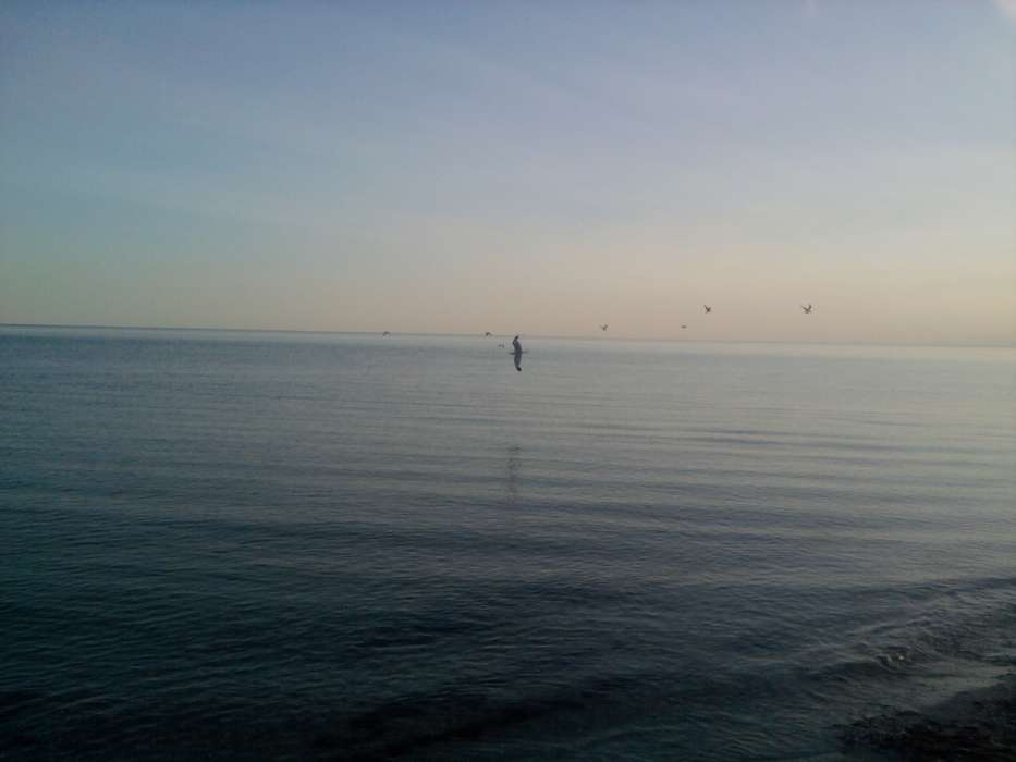 Seagulls,Sea,Landschaft
