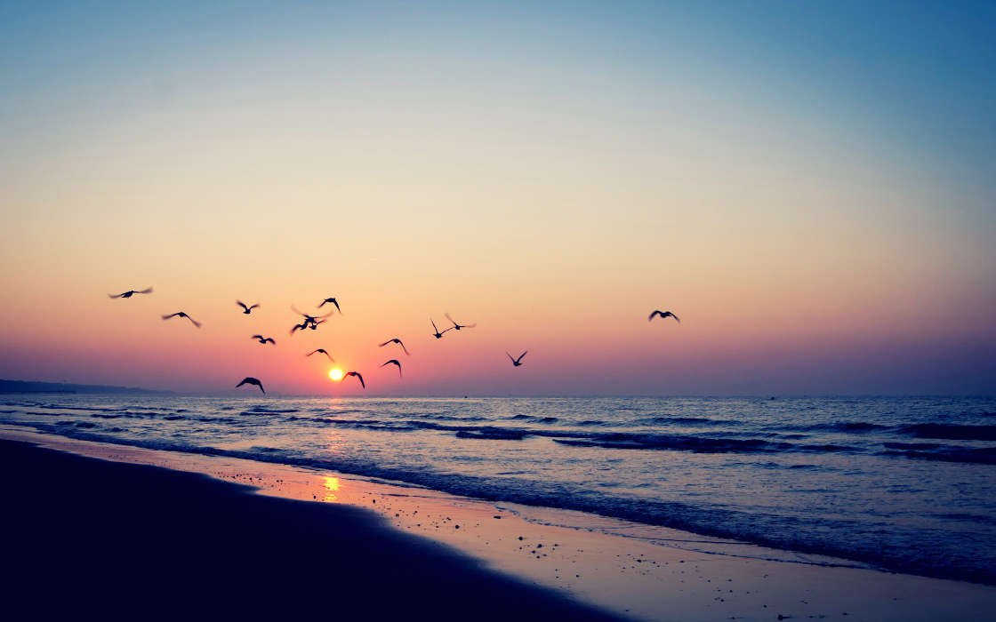Waves,Landschaft,Sunset,Sea,Seagulls