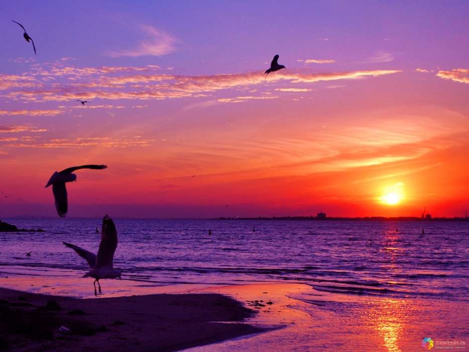 Sunset,Sea,Seagulls,Landschaft
