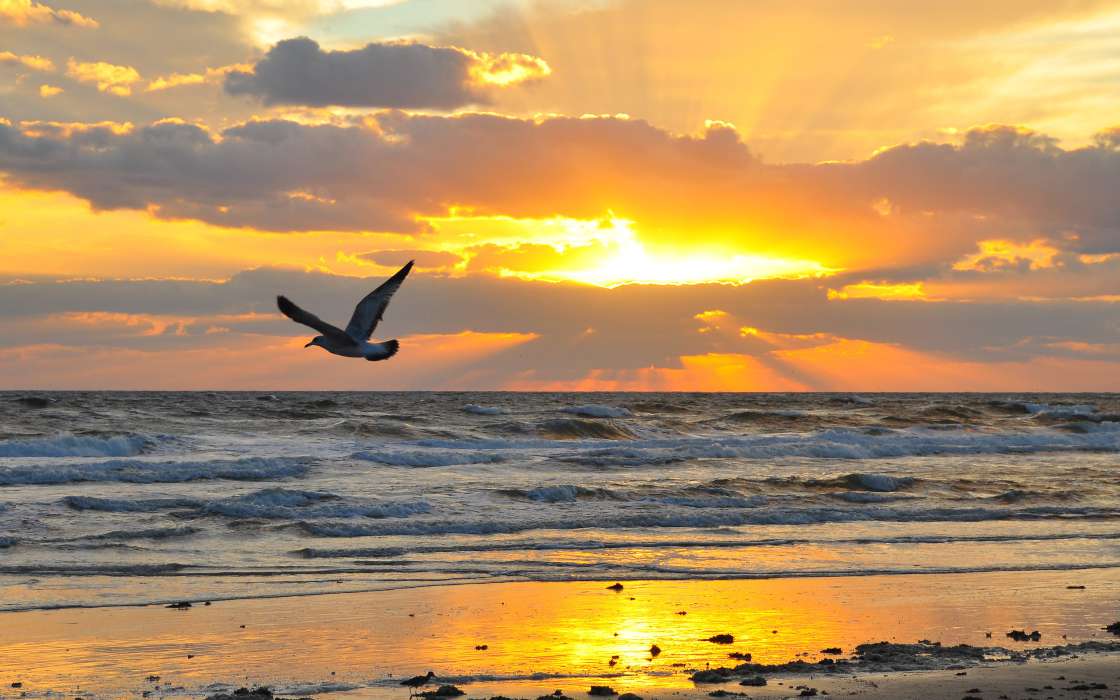 Seagulls,Sea,Landschaft,Sunset