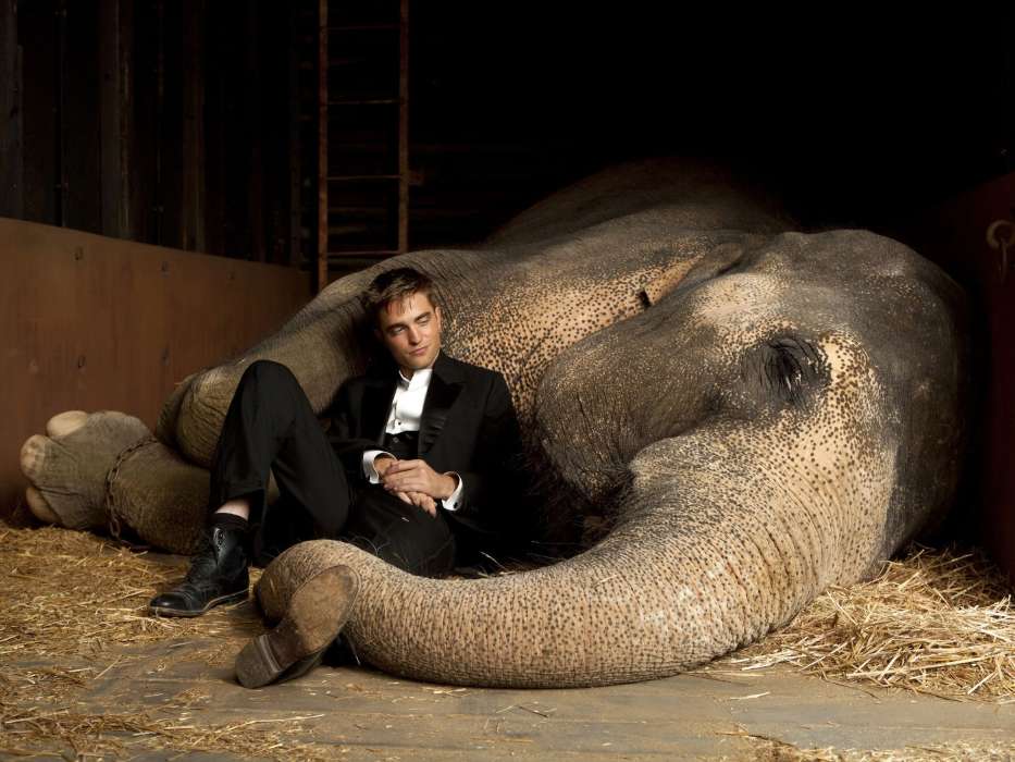 Elephants,Robert Pattinson,Kino,Tiere,Menschen,Schauspieler,Männer