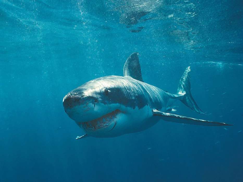 Sharks,Tiere