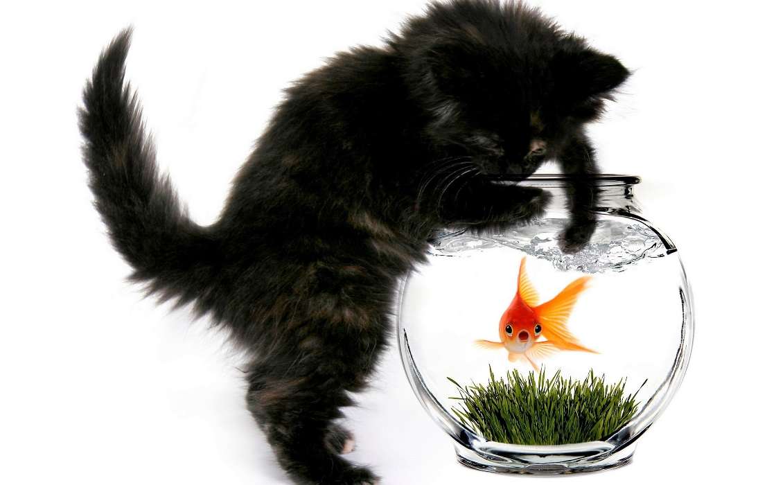 Tiere,Katzen,Aquarien,Fische