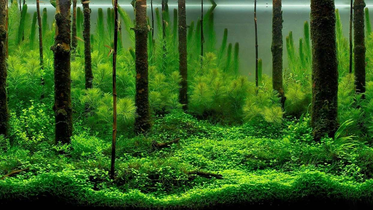 Pflanzen,Aquarien