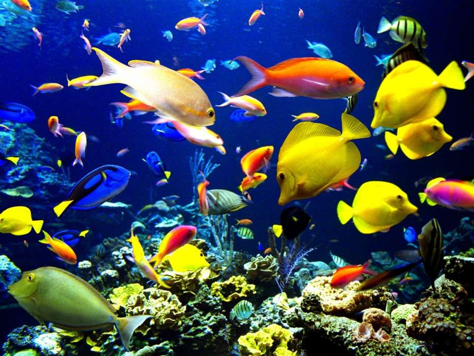 Aquarien,Fische,Tiere