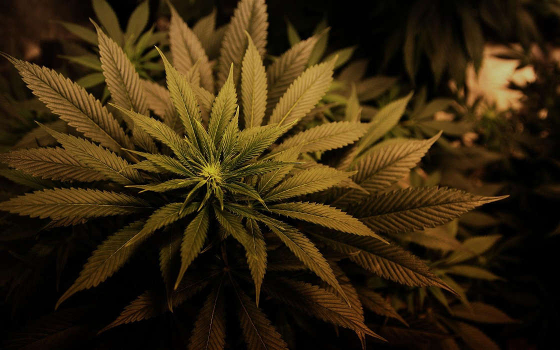 Pflanzen,Marijuana