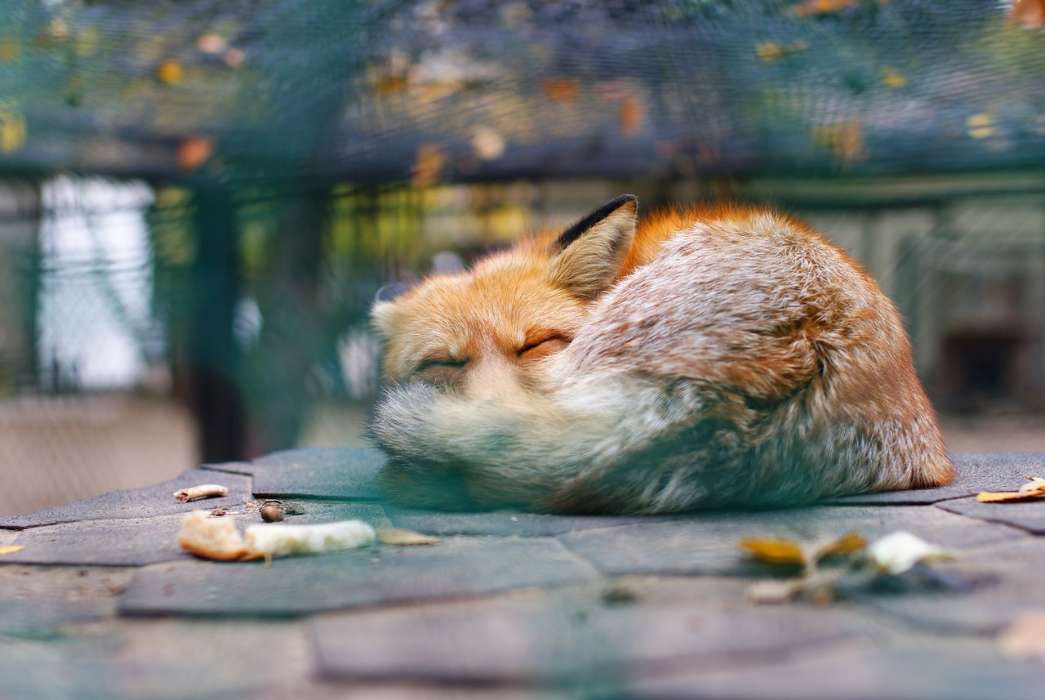 Tiere,Fotokunst,Fox