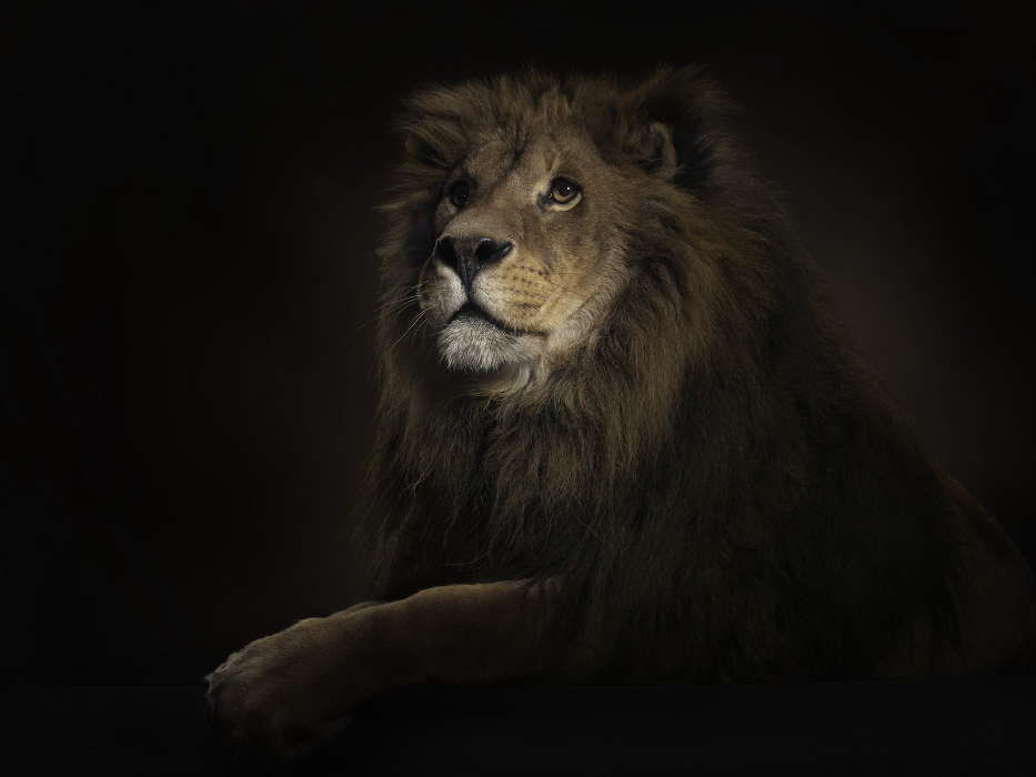 Tiere,Fotokunst,Lions