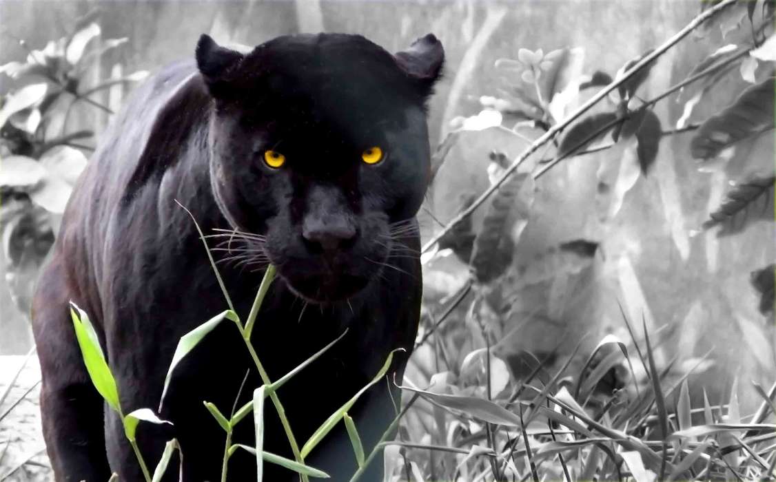 Tiere,Fotokunst,Panthers