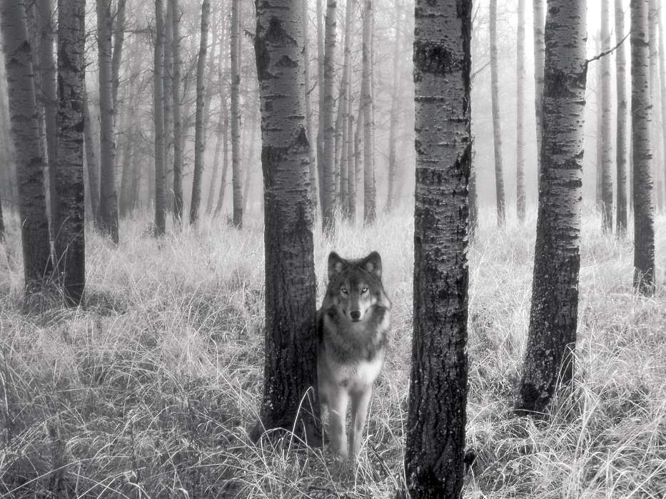 Tiere,Wölfe,Fotokunst