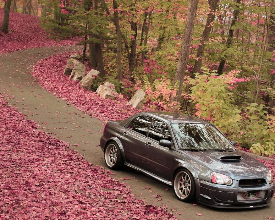 Transport,Auto,Roads,Herbst,Blätter,Subaru