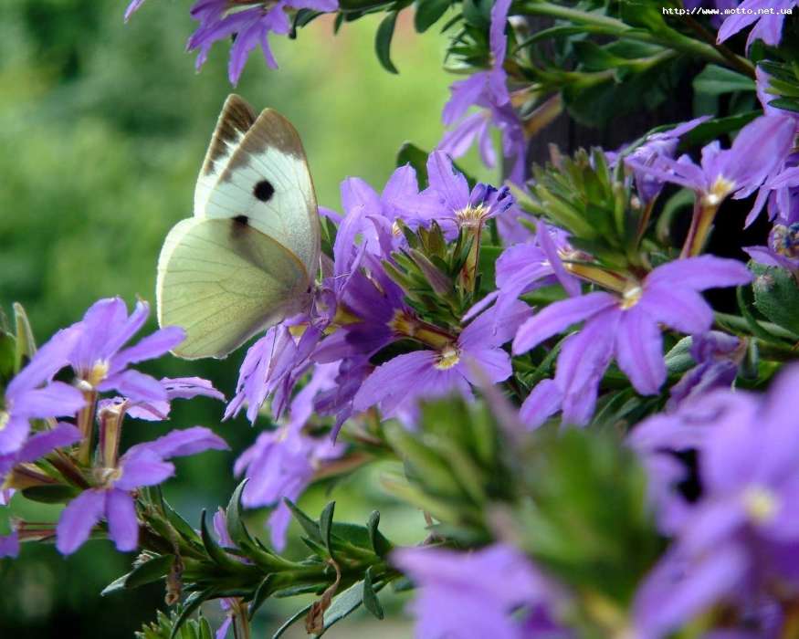 Schmetterlinge,Blumen,Insekten