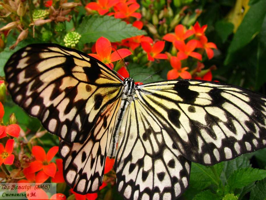 Schmetterlinge,Insekten
