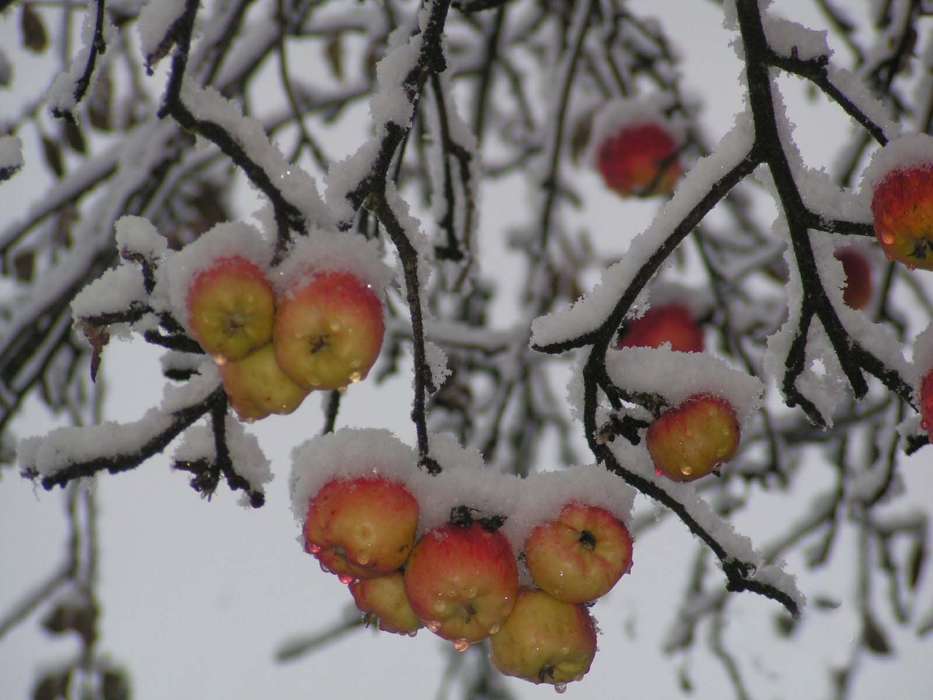 Pflanzen,Winterreifen,Obst,Äpfel,Schnee