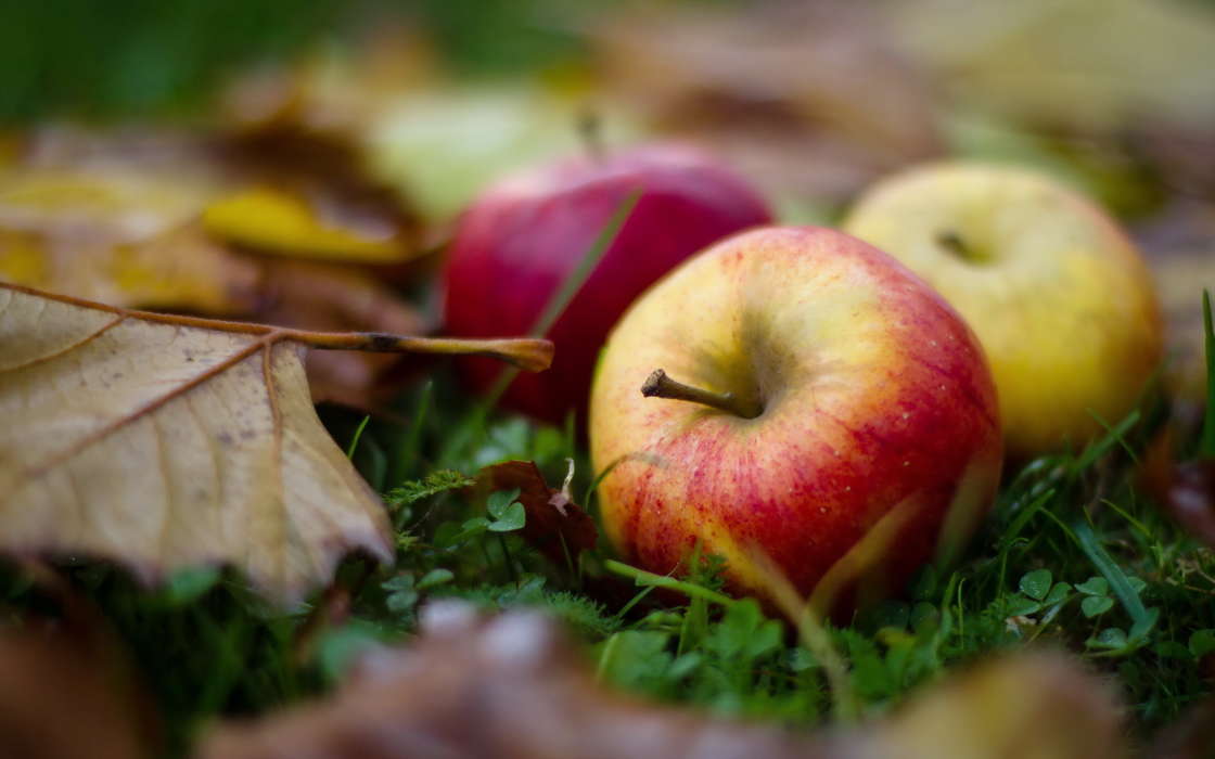 Pflanzen,Obst,Lebensmittel,Herbst,Blätter,Äpfel
