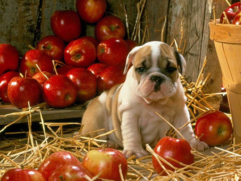 Tiere,Hunde,Äpfel