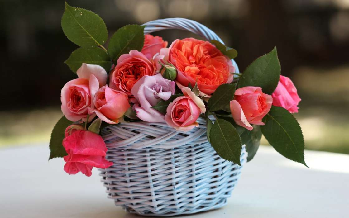 Bouquets,Blumen,Pflanzen,Roses