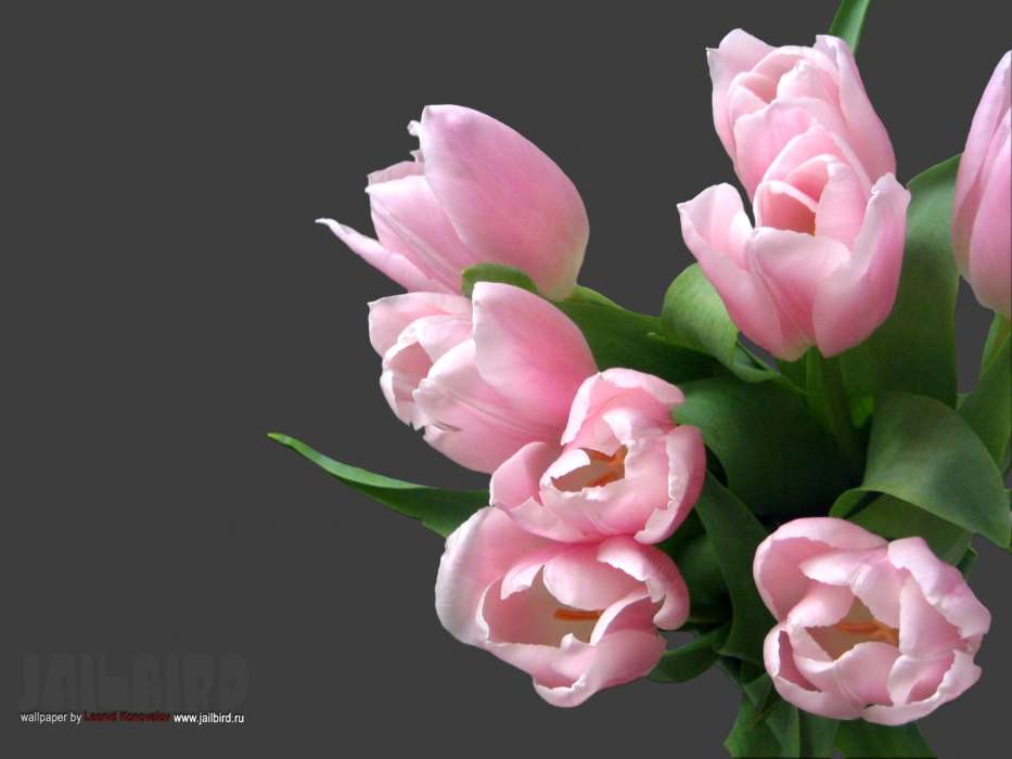 Bouquets,Pflanzen,Blumen,Tulpen