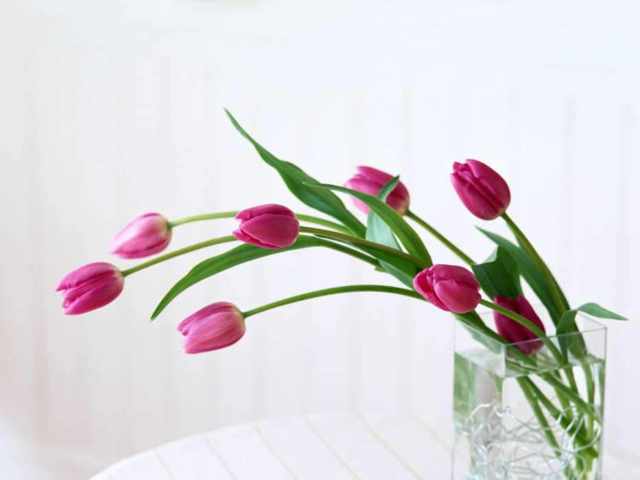 Pflanzen,Tulpen,Bouquets