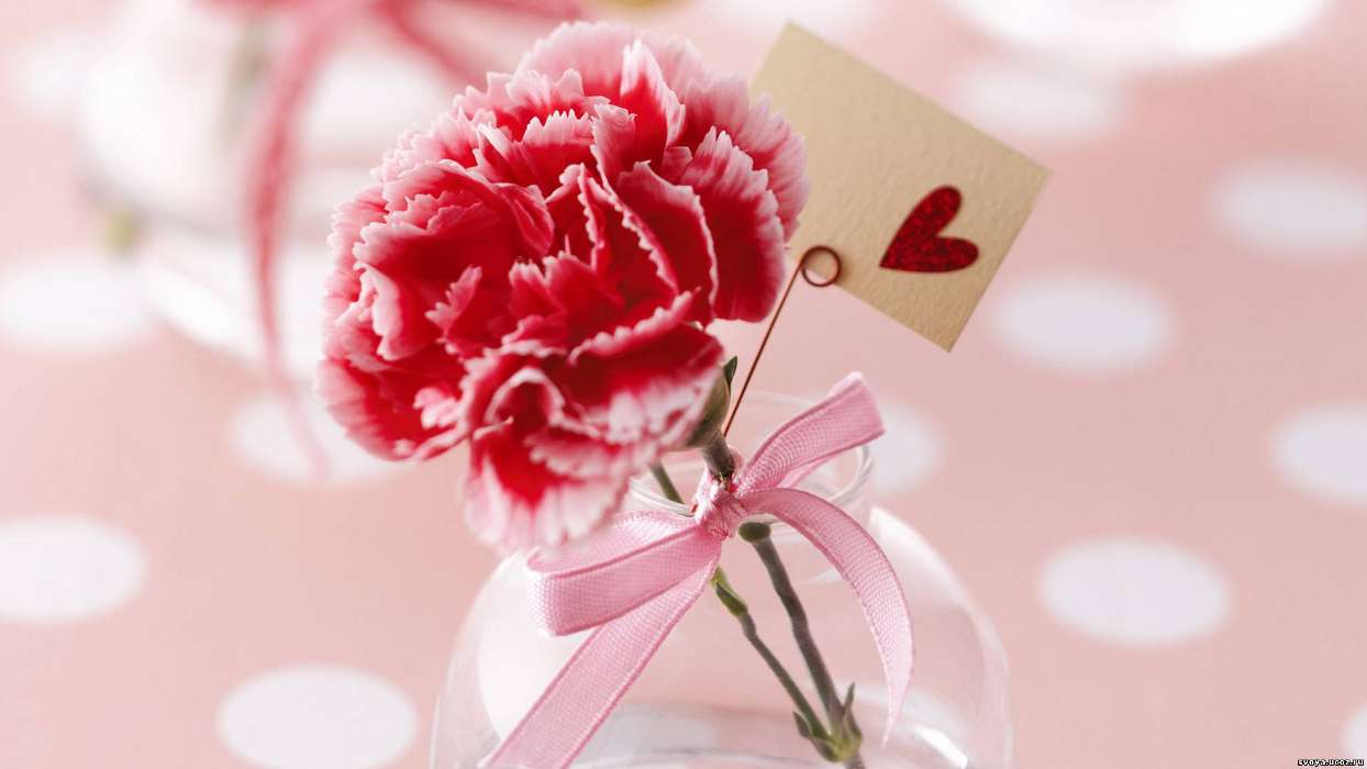 Feiertage,Pflanzen,Blumen,Herzen,Liebe,Valentinstag,Nelken