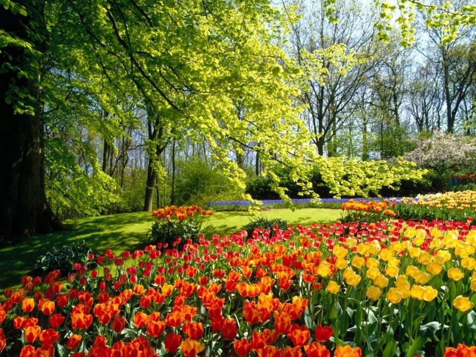 Pflanzen,Landschaft,Blumen,Bäume,Tulpen