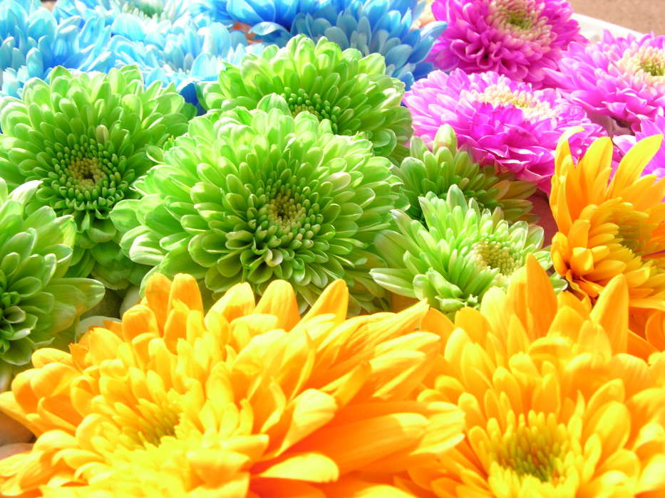 Pflanzen,Blumen,Hintergrund,Chrysantheme,Regenbogen