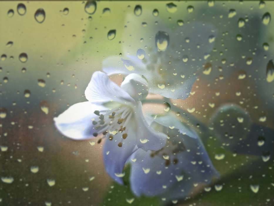 Blumen,Hintergrund,Drops