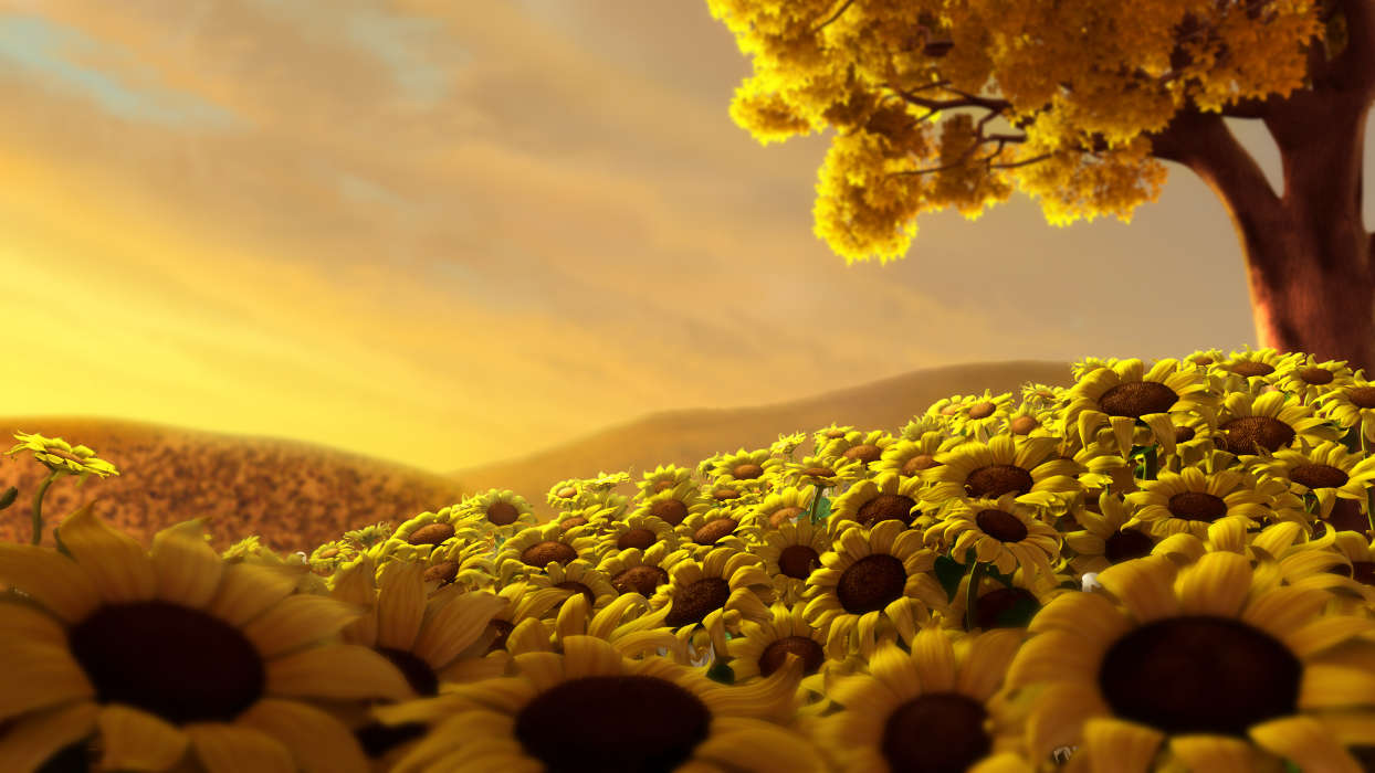 Blumen,Hintergrund,Sonnenblumen