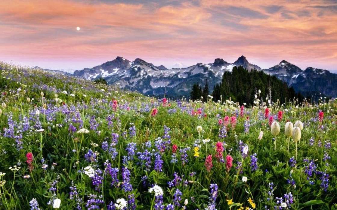 Blumen,Mountains,Landschaft