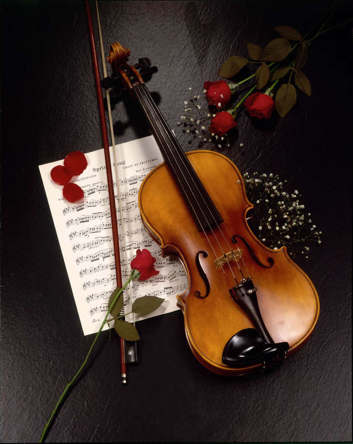 Musik,Blumen,Roses,Werkzeuge,Objekte,Violinen