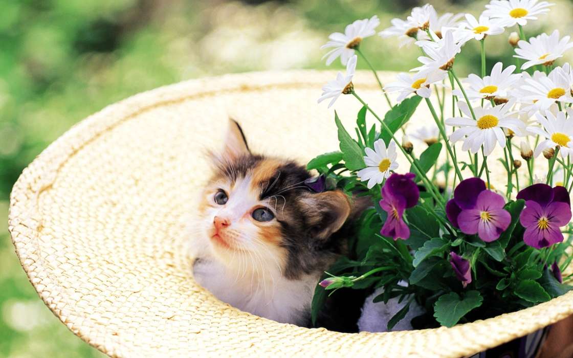 Tiere,Katzen,Blumen