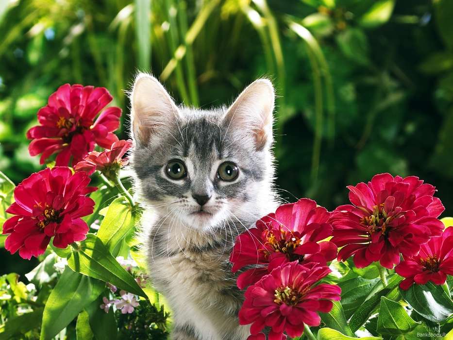 Tiere,Pflanzen,Katzen,Blumen
