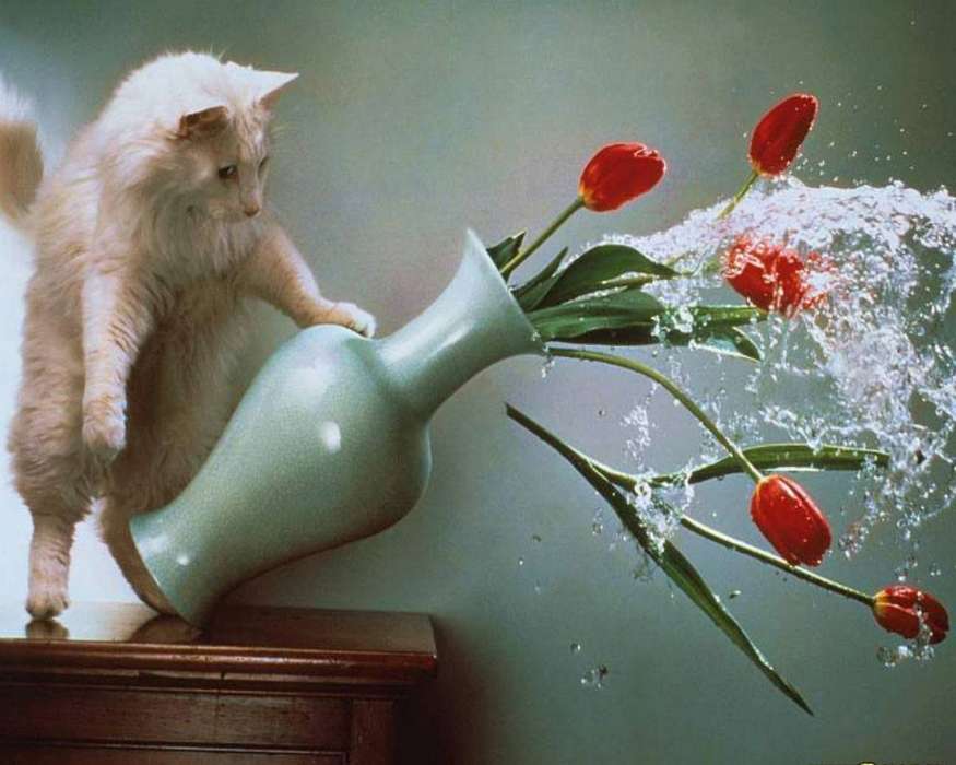 Tiere,Katzen,Blumen,Tulpen