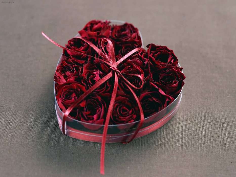 Roses,Herzen,Liebe,Valentinstag,Feiertage,Pflanzen,Blumen