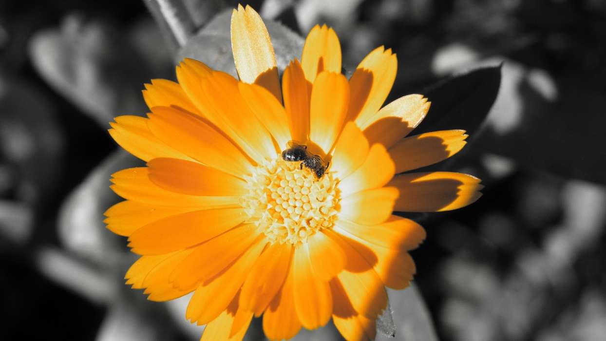 Blumen,Insekten,Bienen