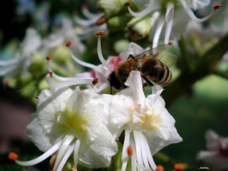 Pflanzen,Blumen,Insekten,Bienen