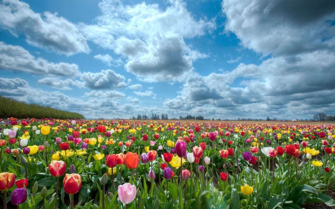 Pflanzen,Landschaft,Blumen,Felder,Sky,Tulpen,Clouds