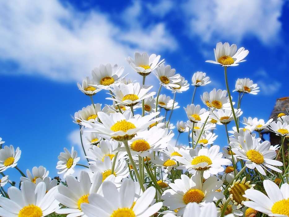 Blumen,Sky,Kamille,Pflanzen