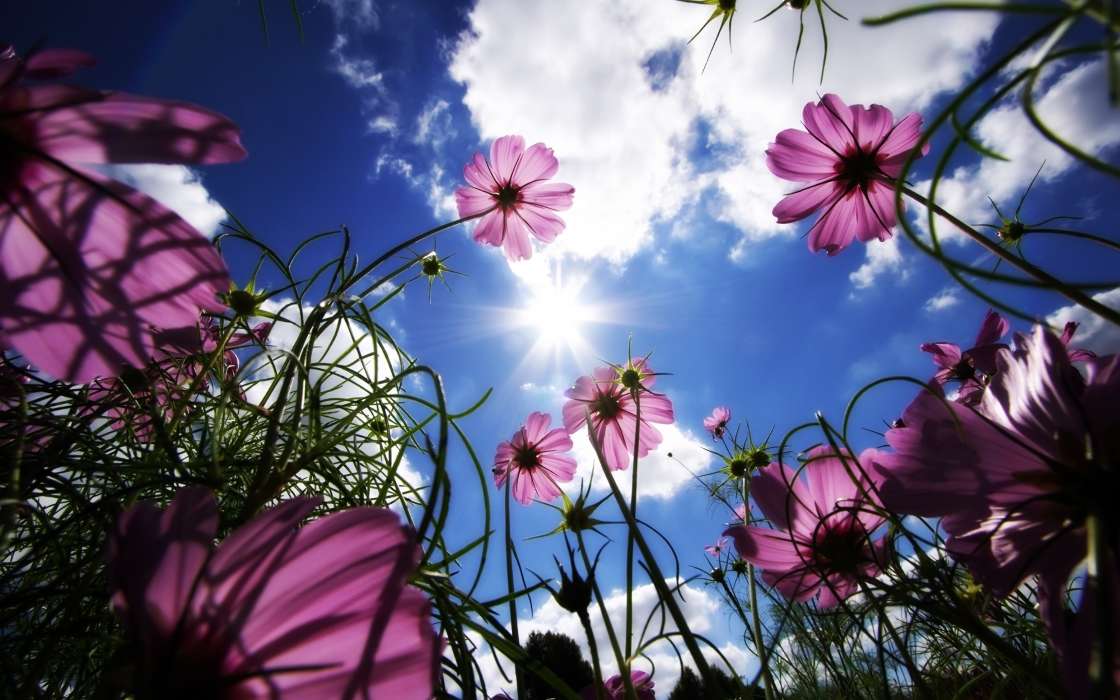 Pflanzen,Blumen,Sky,Sun