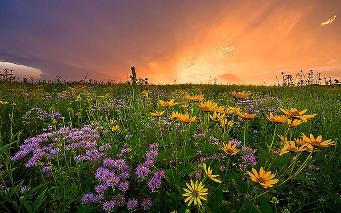 Blumen,Landschaft,Felder,Sunset