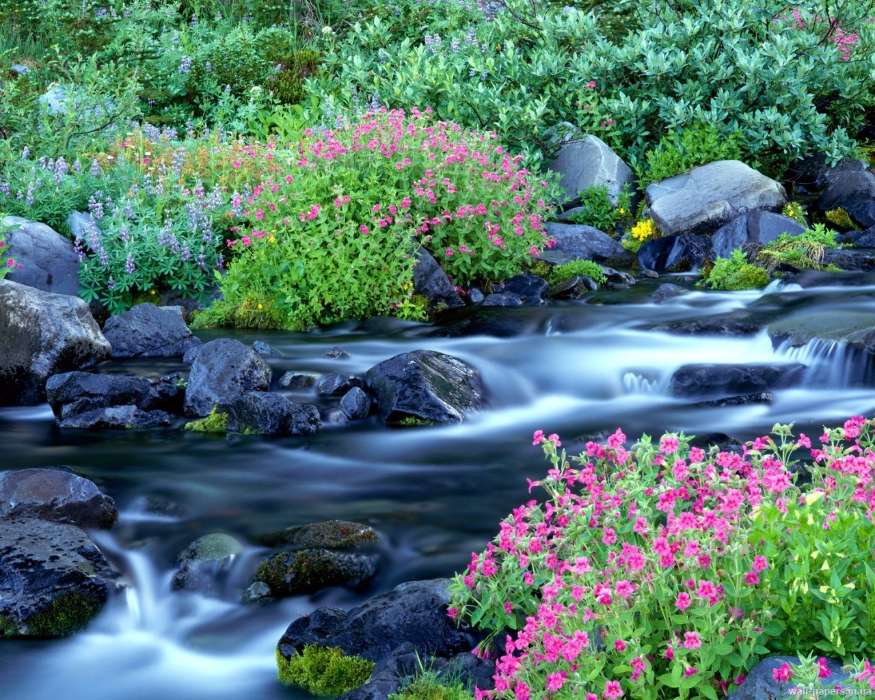 Pflanzen,Landschaft,Blumen,Flüsse