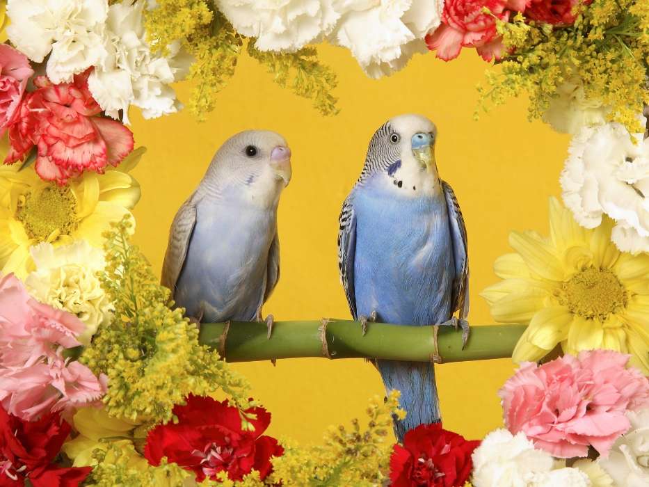 Tiere,Blumen,Vögel,Papageien