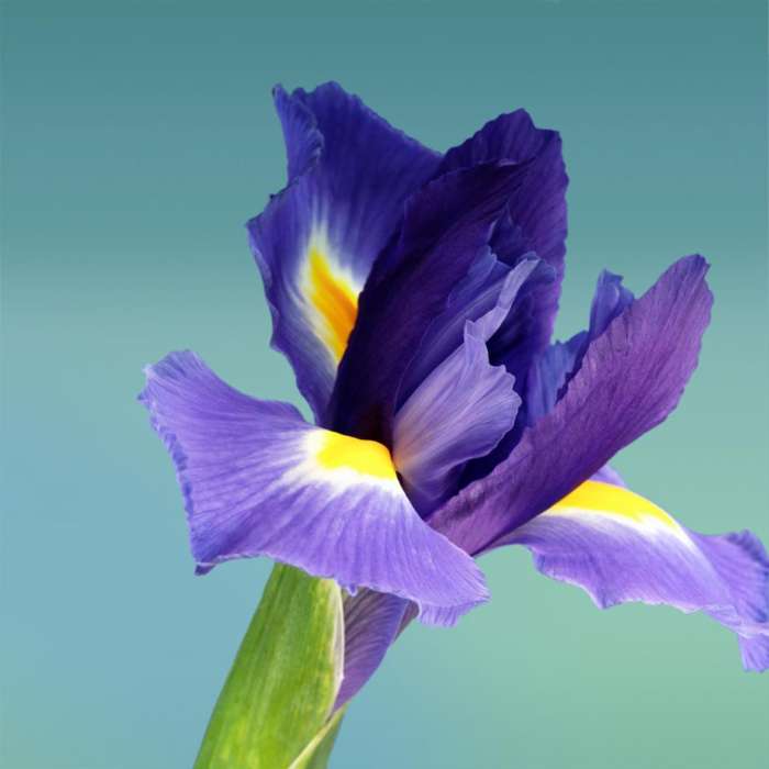 Pflanzen,Blumen,Iris