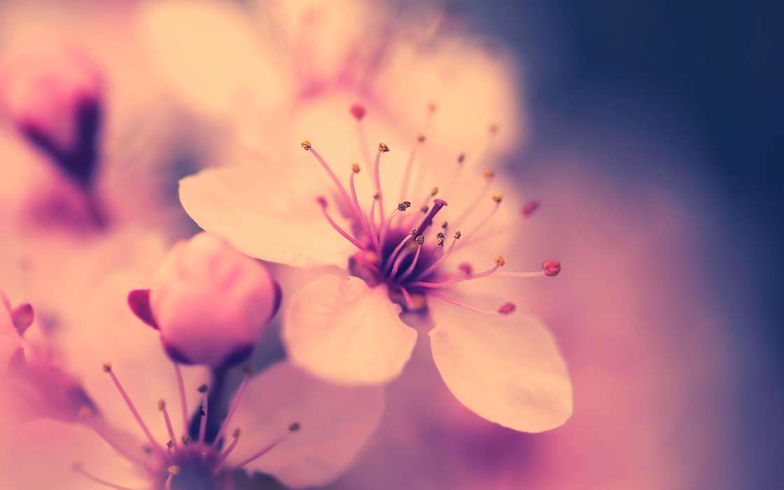 Pflanzen,Blumen,Sakura