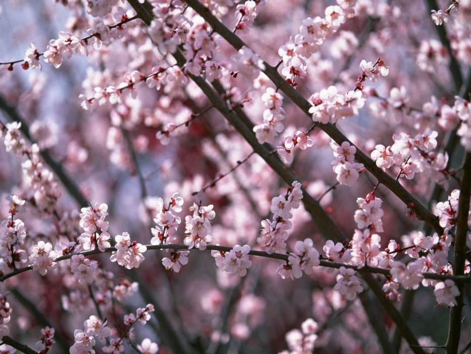Pflanzen,Blumen,Kirsche,Sakura